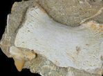 Mosasaurus Phalanx (Paddle Bone) - on Matrix #60547-4